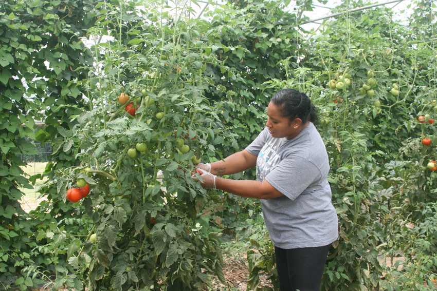 Local Food Coordinator Tomika Bell harvests tomatoes.