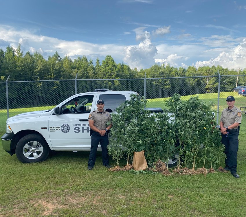 Deputies Gerald Willis and Trent Rickles hauled off 27 mature marijuana plants on Highway 21 north.
