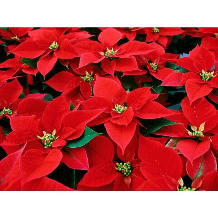 The Neshoba County Republican Women are selling large poinsettias to raise money for our Hometown Christmas celebration.